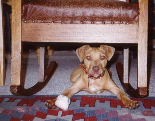 Sakura-chan as a puppy