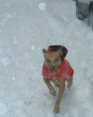 fun in the snow
